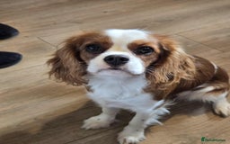 Cavalier King Charles Spaniel dogs for sale: Cavalier King Charles Spaniel - Image 1