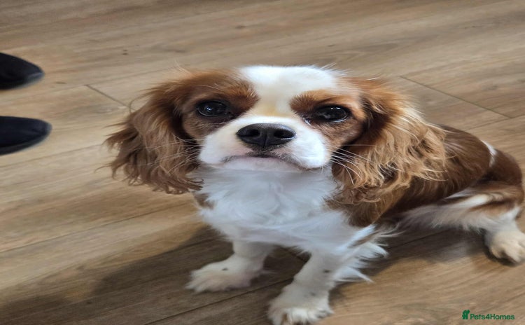 Cavalier King Charles Spaniel dogs - Advert 2
