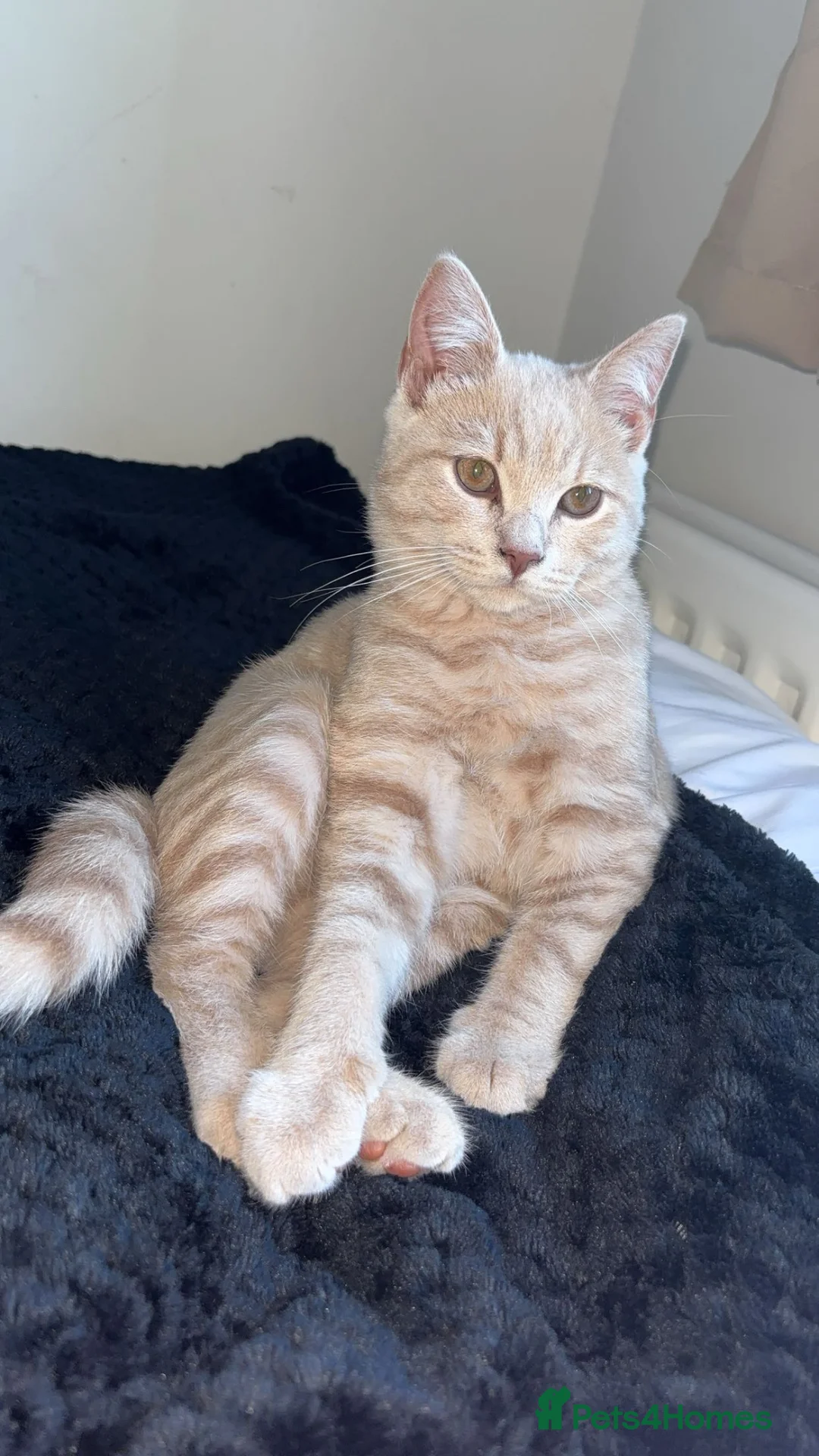 British Shorthair cats for sale: Male cat 9 months old  - Advert 2