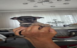 Chihuahua dogs for sale: Adorable apple head short coat chihuahua puppies.  - Image 21
