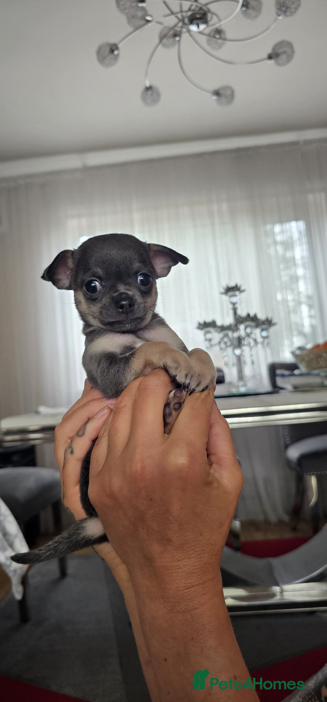 Chihuahua dogs for sale: Adorable apple head short coat chihuahua puppies.  - Image 21