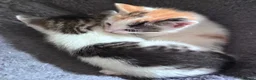 Mixed Breed cats for sale: Mainecoonx kittens  - Advert 21