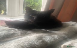 Mixed Breed cats for sale: All black kittens - Image 3