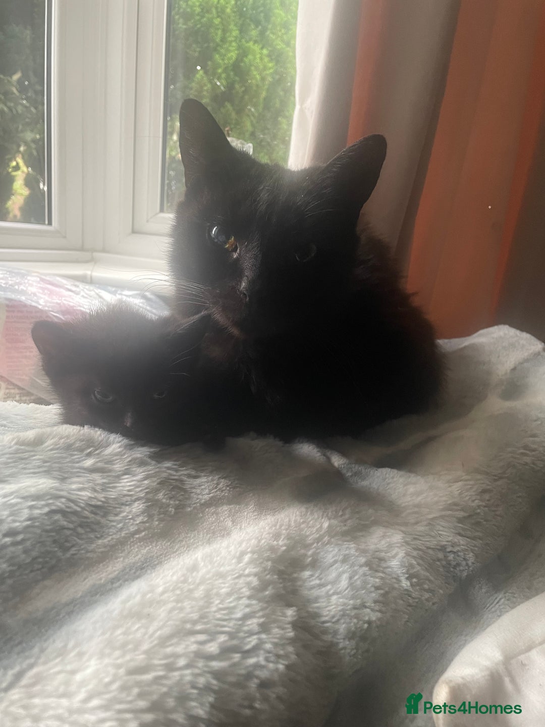 Mixed Breed cats for sale: All black kittens - Image 3