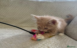 Maine Coon cats for sale: Reduced Pedigree GCCF registered kitten 1.6kg - Image 22