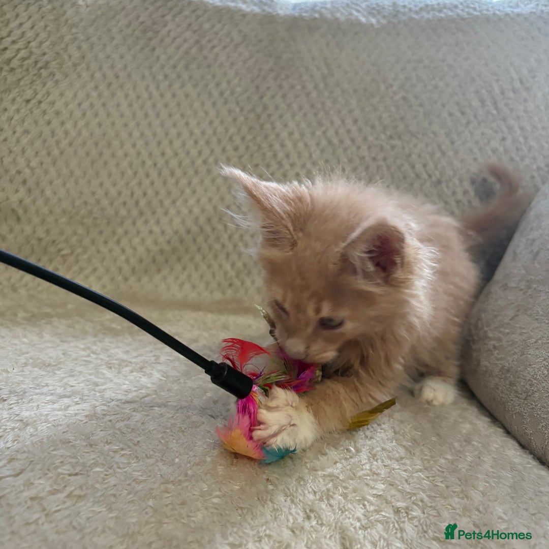 Maine Coon cats for sale: Reduced Pedigree GCCF registered kitten 1.6kg - Image 22