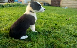 Border Collie dogs for sale: Border Collie pups for sale  - Image 7