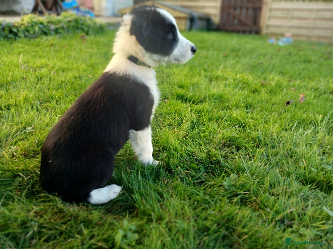 Border Collie dogs for sale: Border Collie pups for sale  - Image 7