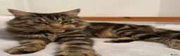 Mixed Breed cats for sale: 5 month old female kitten (mum is a Maincoon) - Advert 5