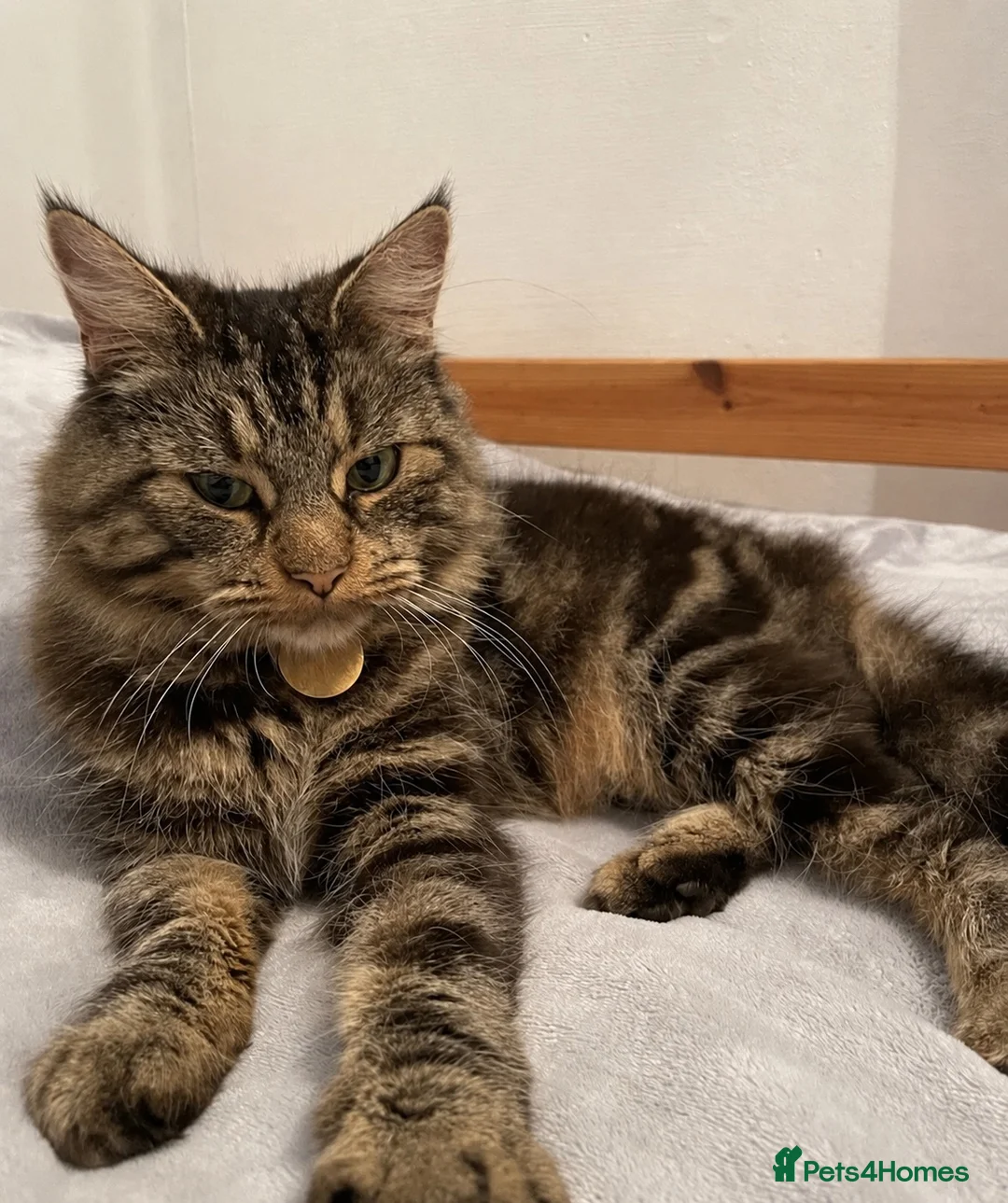 Mixed Breed cats for sale: 5 month old female kitten (mum is a Maincoon) - Advert 5