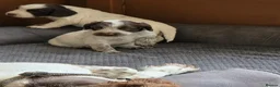 Sprocker dogs for sale: Beautiful Sprocker puppies  - Advert 10