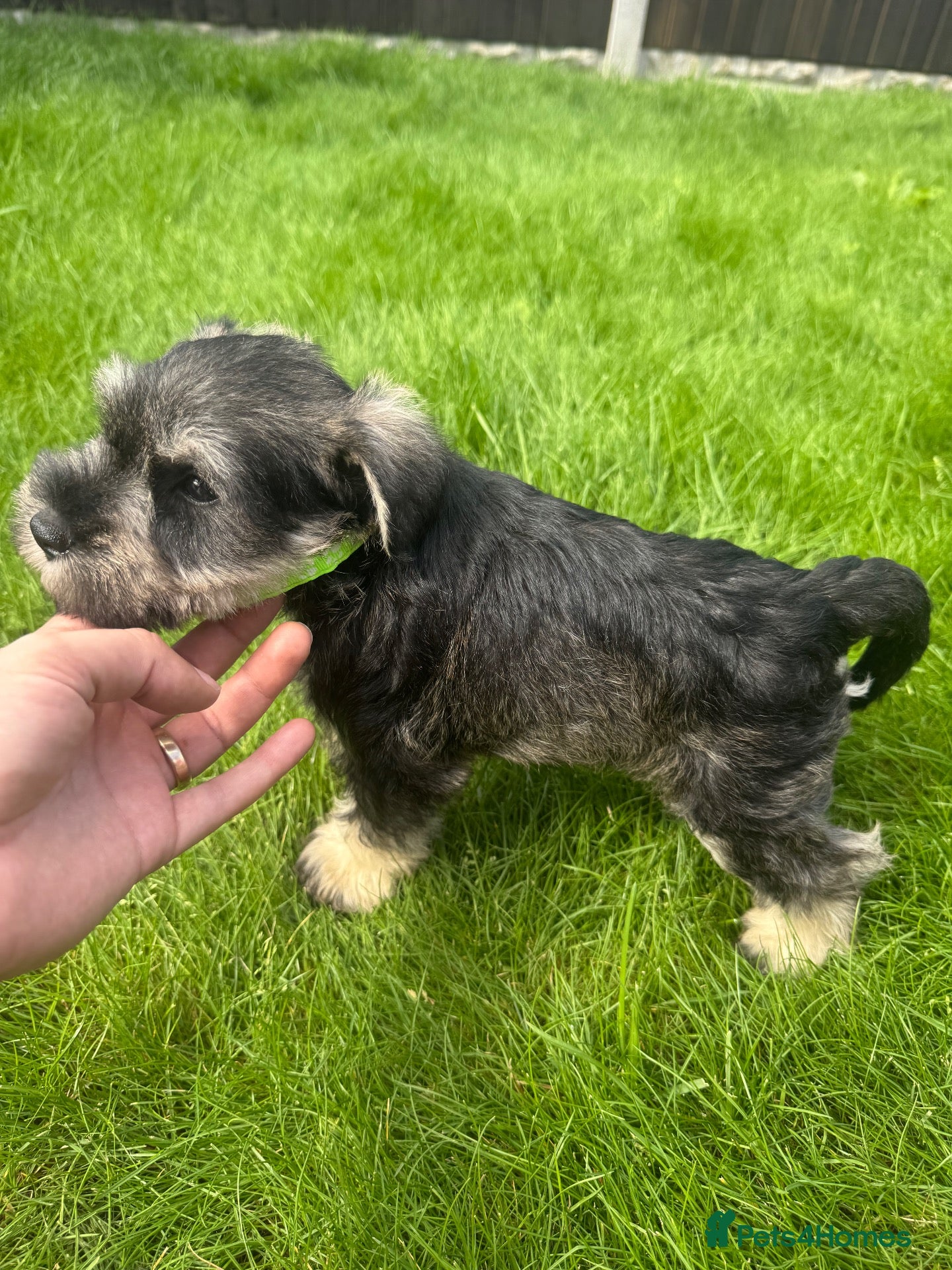 Miniature Schnauzer dogs 💙♥️2 Beautiful Boys ♥️💙 - Advert 2