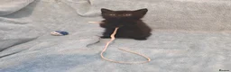 Mixed Breed cats for sale: Beautiful Kittens VIDEOS - Advert 11