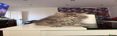 Persian 2