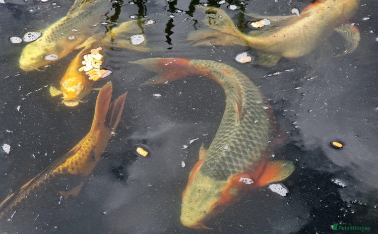 Pond Fish fish - Advert 1