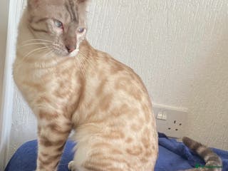 Bengal cats Urgent Bengal and x savannah kittens. - Advert 19