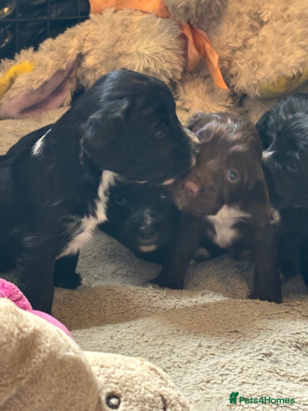 Cocker Spaniel dogs for sale: Working type cocker spaniel puppies  - Image 3