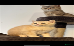 British Shorthair cats for sale: Last Chunky Golden Boy  ❤️ - Image 4