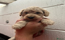 Schnoodle dogs for sale: Beautiful Schnoodle puppys - Image 4