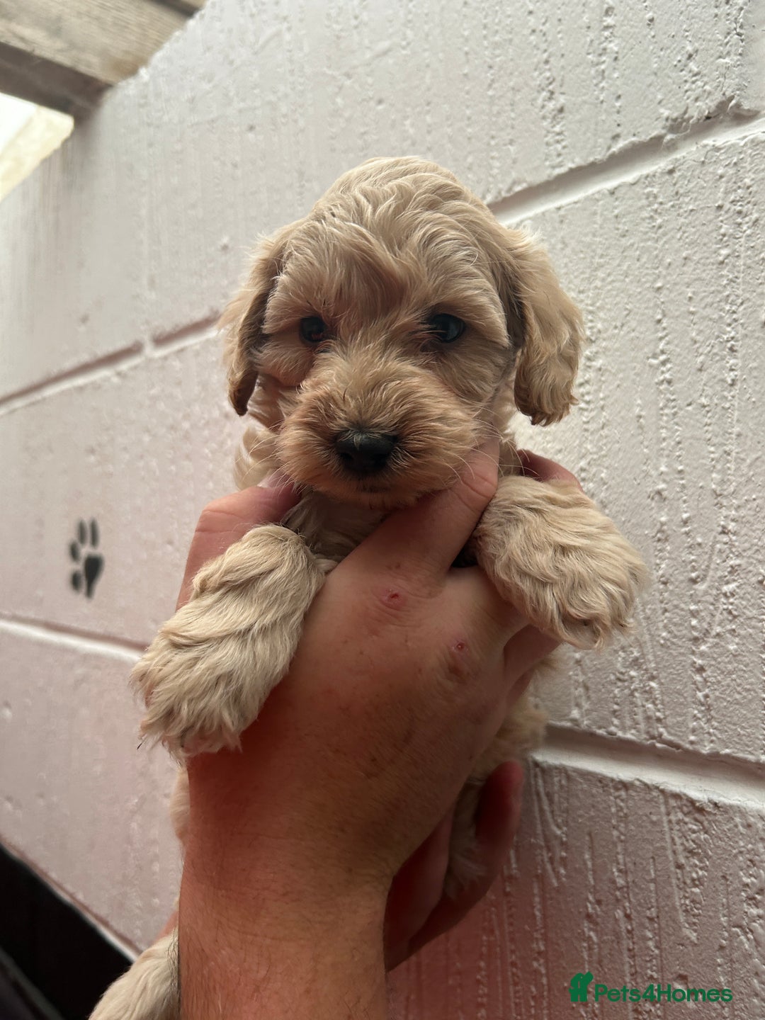Schnoodle dogs for sale: Beautiful Schnoodle puppys - Image 4