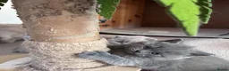 British Shorthair cats for sale: Tica registered British Shorthair Kittens  - Advert 7