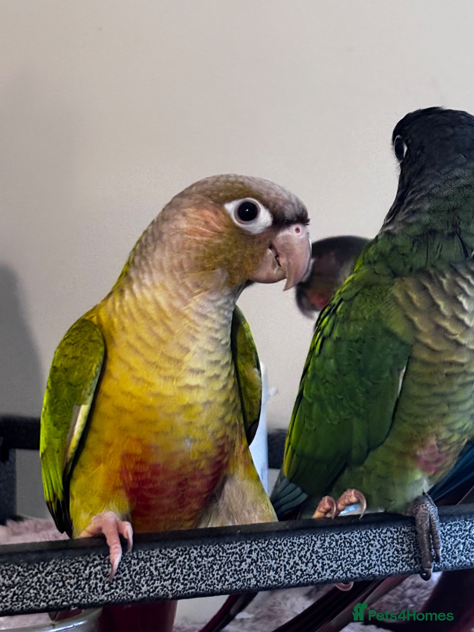 Conures birds Conure babies parent reared!! - Advert 1