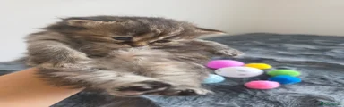 Kitty 5