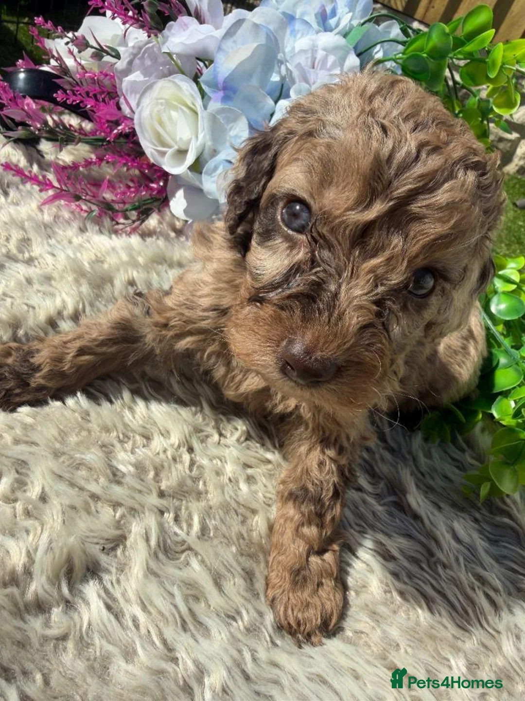 Cavapoo dogs for sale:  F1 Cavapoo Puppies – 2 Boys & 3 Girls Available  in Swansea - Advert 7