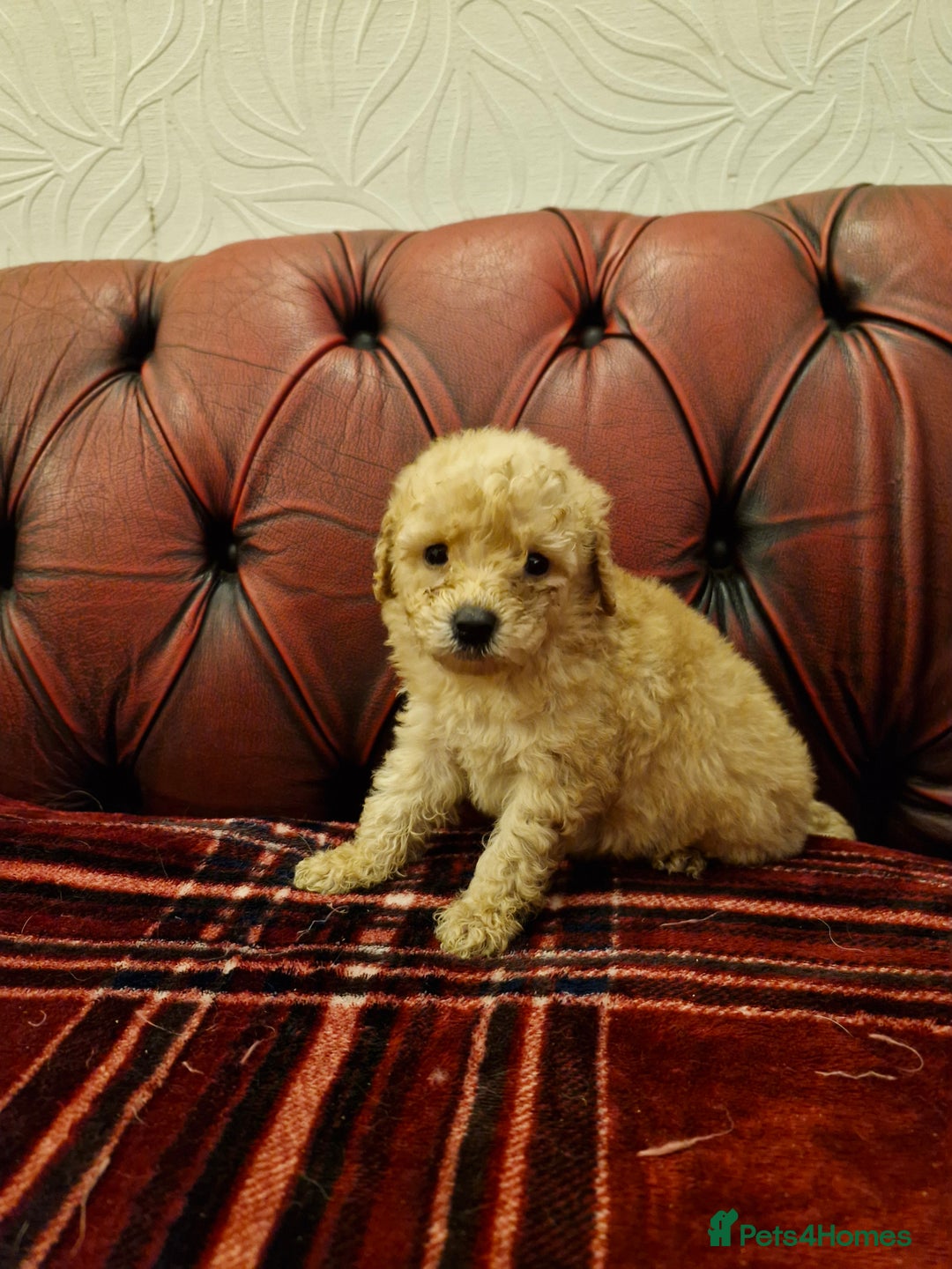 Poodle dogs for sale: AVAILABLE FOR WALKIES NOW - Advert 1