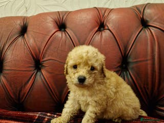 Poodle dogs AVAILABLE FOR WALKIES NOW - Advert 2