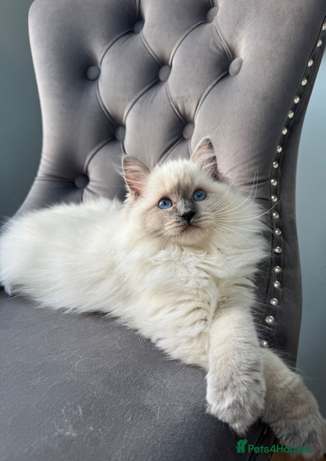 Ragdoll cats for sale: Pure Ragdoll Kitties available ✨ - Advert 3