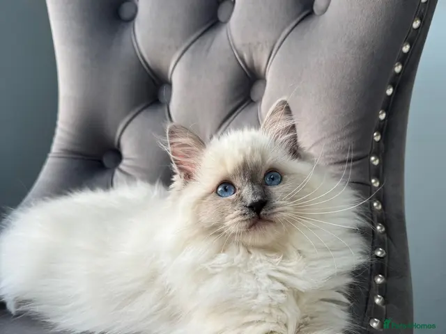 Ragdoll cats for sale: Pure Ragdoll Kitties available ✨ - Advert 3