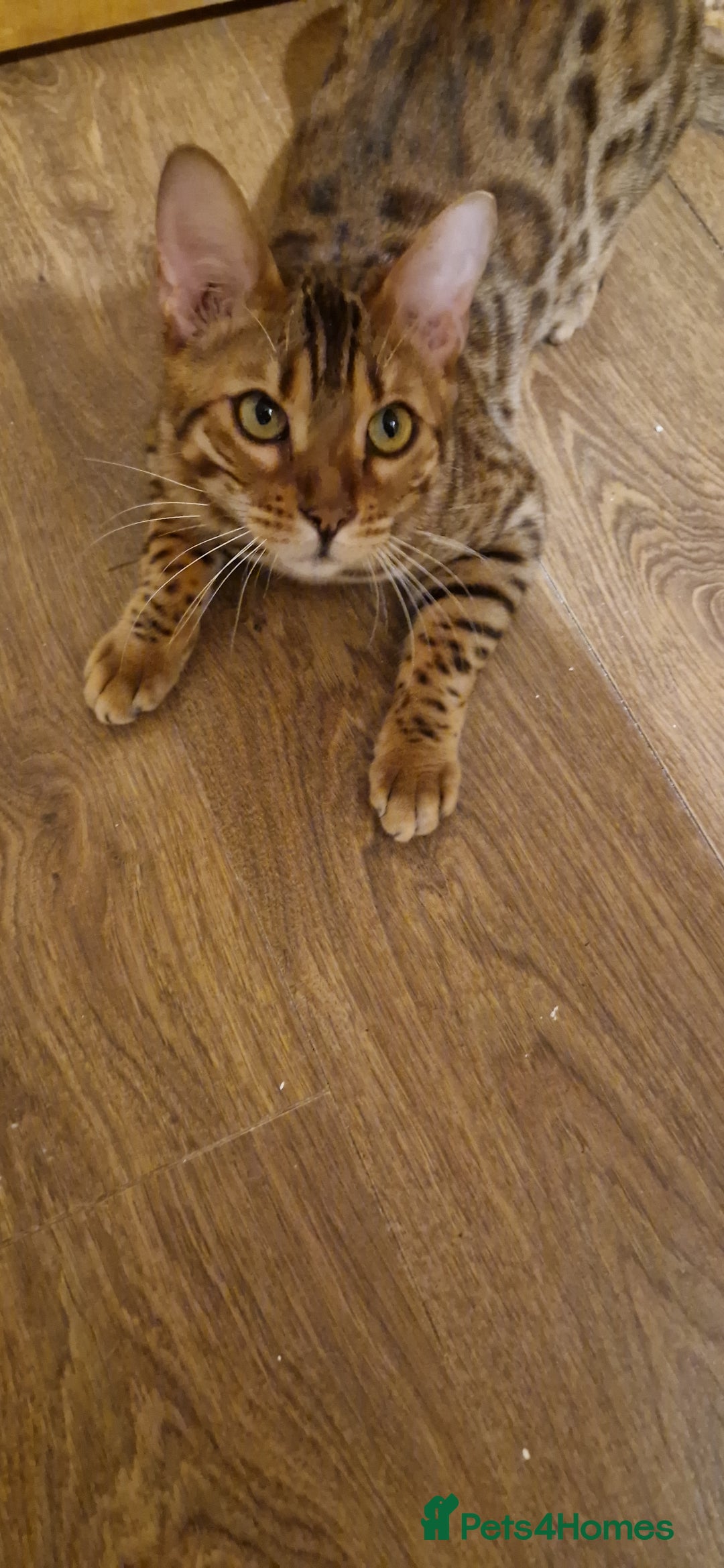 Bengal cats for sale: Pure Bengal Boy❤️ - Advert 3