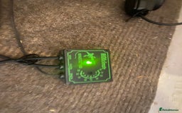 Bearded Dragon reptiles for sale: Bearded dragon for sale  - Advert 5