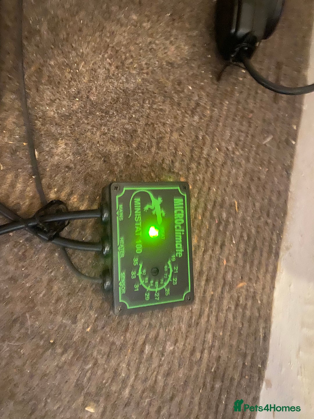 Bearded Dragon reptiles for sale: Bearded dragon for sale  - Advert 5