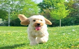 Cockapoo dogs for sale: Young cockapoo girl DNA tested parents  - Image 3