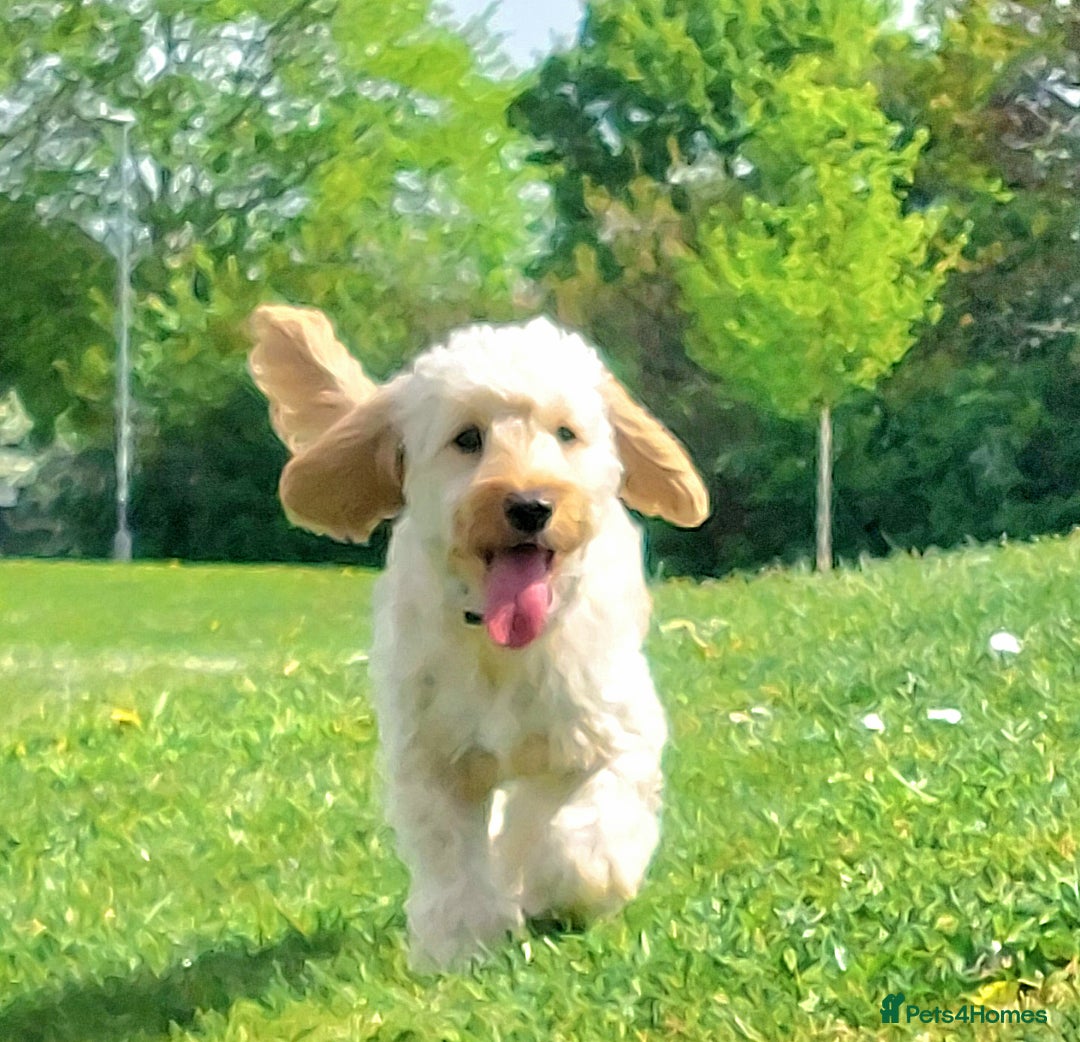 Cockapoo dogs for sale: Young cockapoo girl DNA tested parents  - Image 3