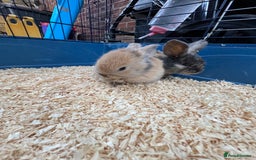 French Lop rabbits for sale: 8 week old lop girls  - Image 4