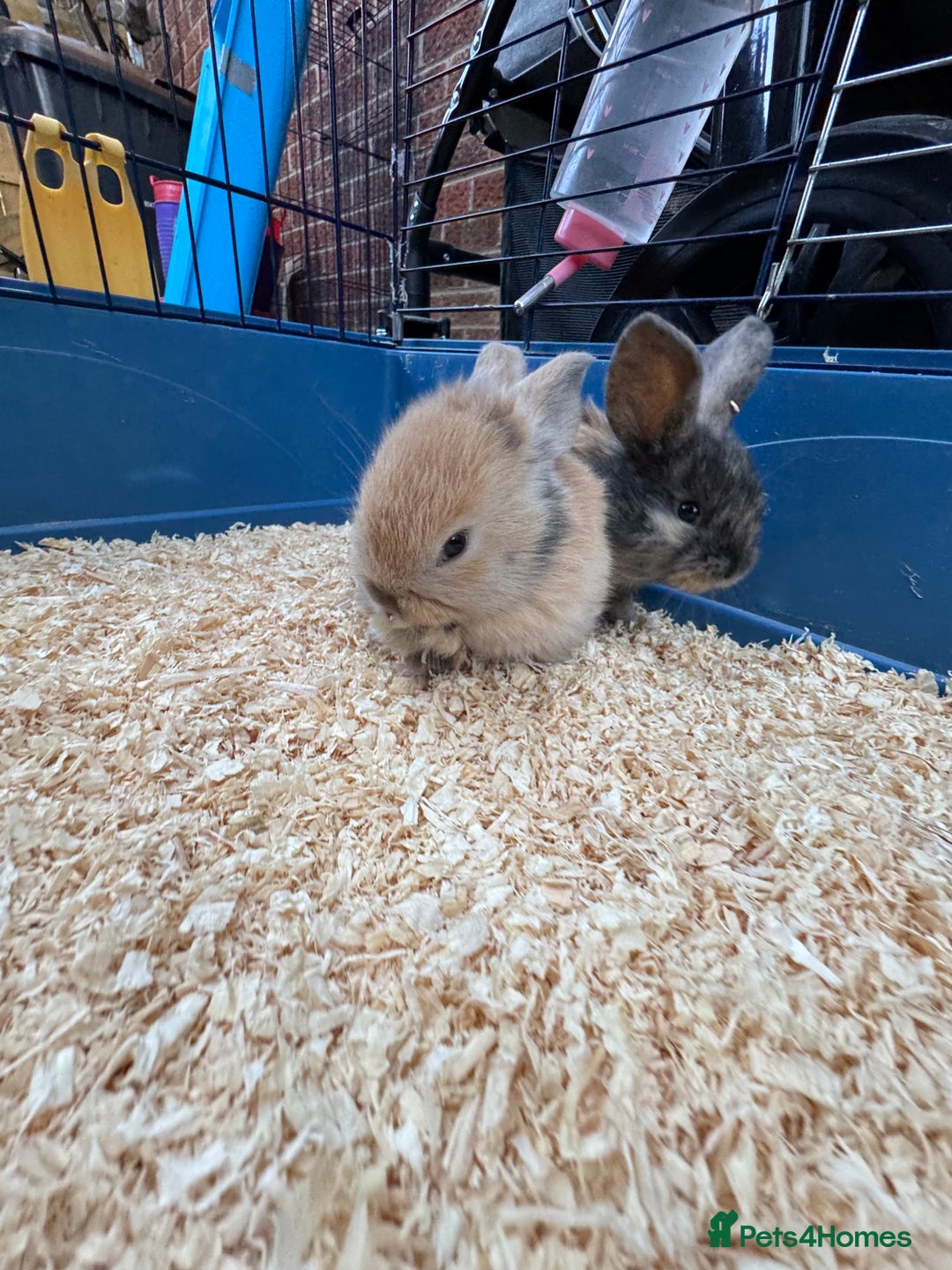French Lop rabbits for sale: 8 week old lop girls  - Image 4