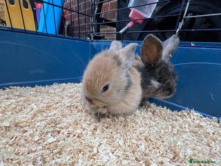 French Lop rabbits - Advert 23