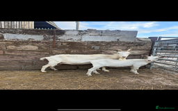 Goats livestock for sale: Selection off goats looking for a new 🏡 - Image 7