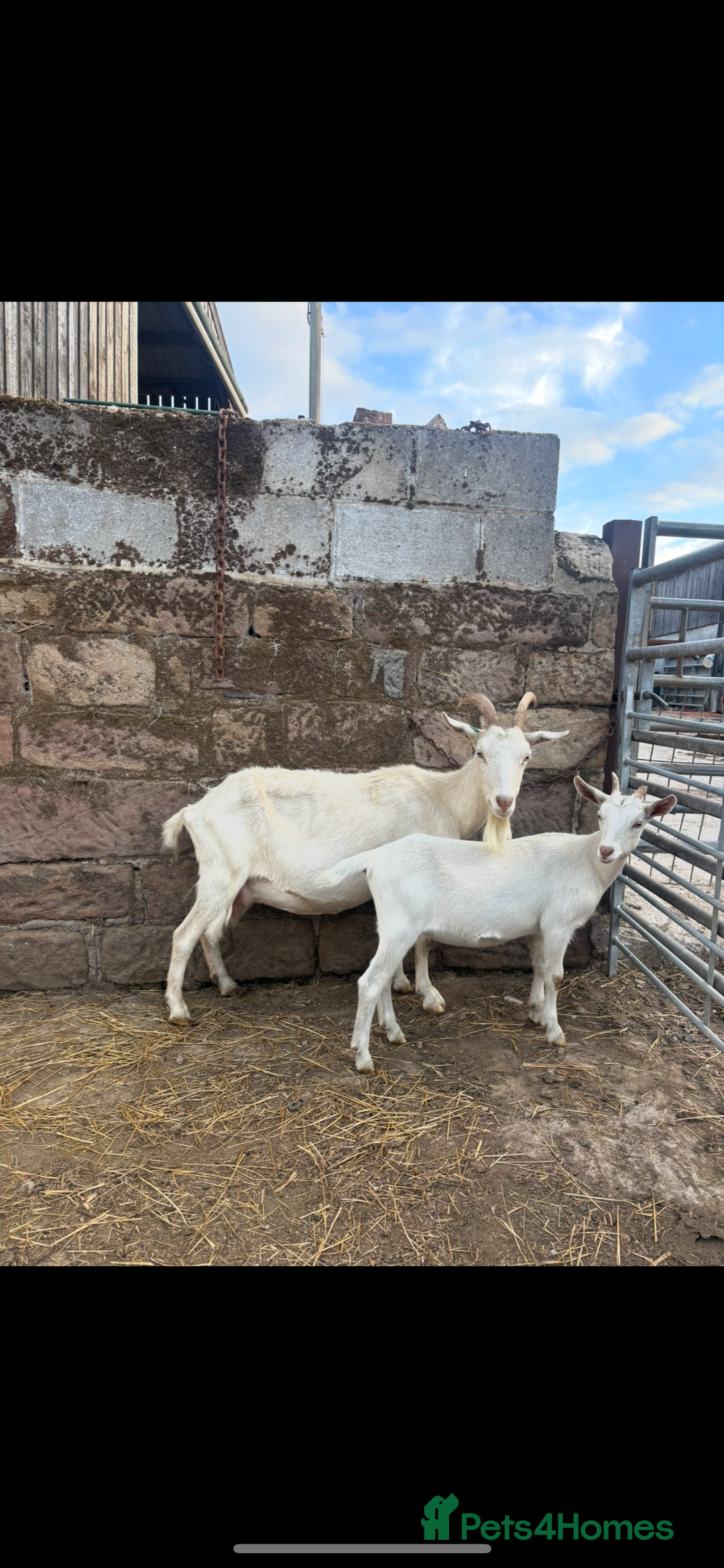 Goats livestock for sale: Selection off goats looking for a new 🏡 - Image 7