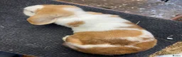 Mini Lop rabbits for sale: Mini lops 1 year old super friendly - Advert 6