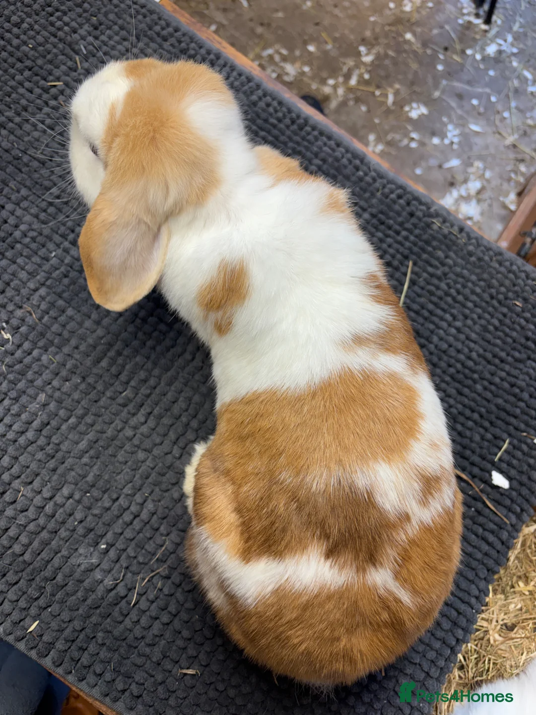 Mini Lop rabbits for sale: Mini lops 1 year old super friendly - Advert 6