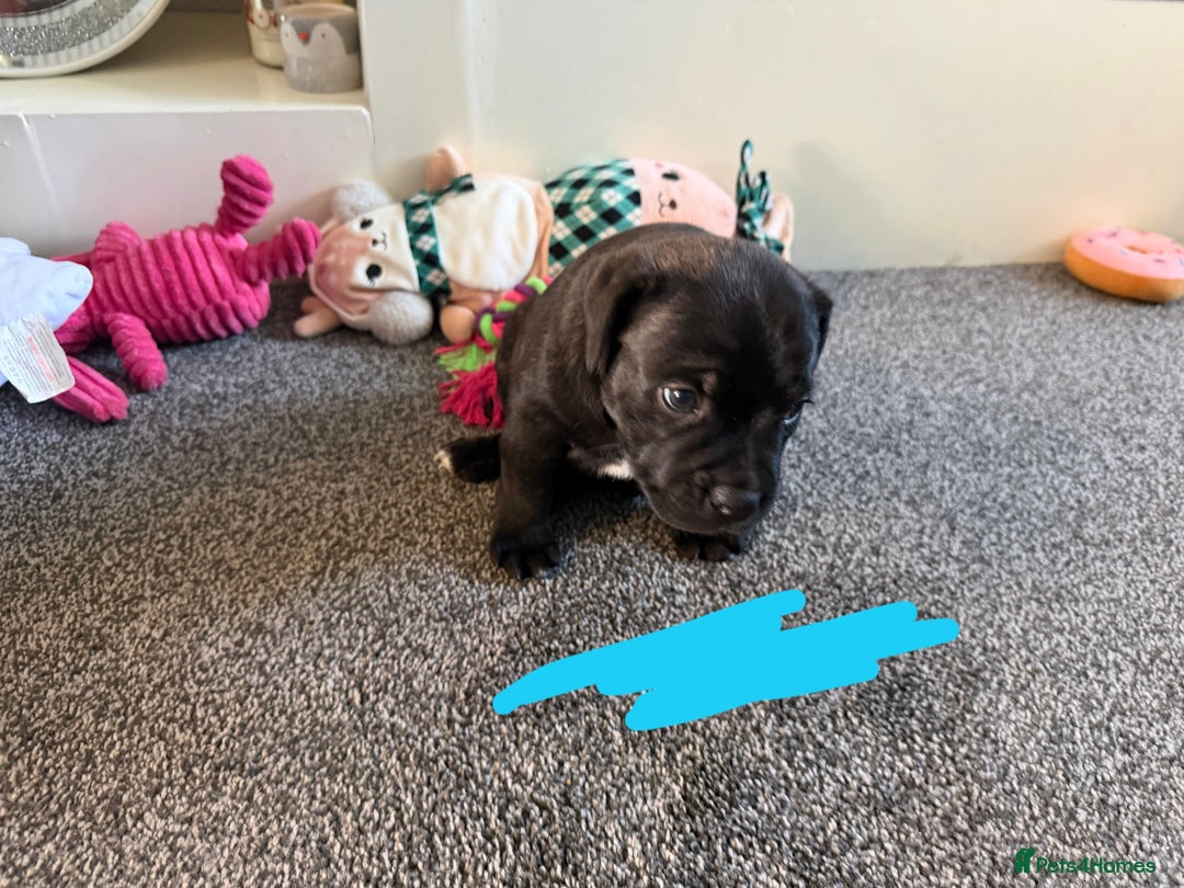 Staffordshire Bull Terrier dogs for sale: Staffordshire bull terrier puppies   - Advert 8