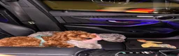 Mixed Breed dogs for sale: Rehoming 2 beautiful dogs  in London - Advert 7