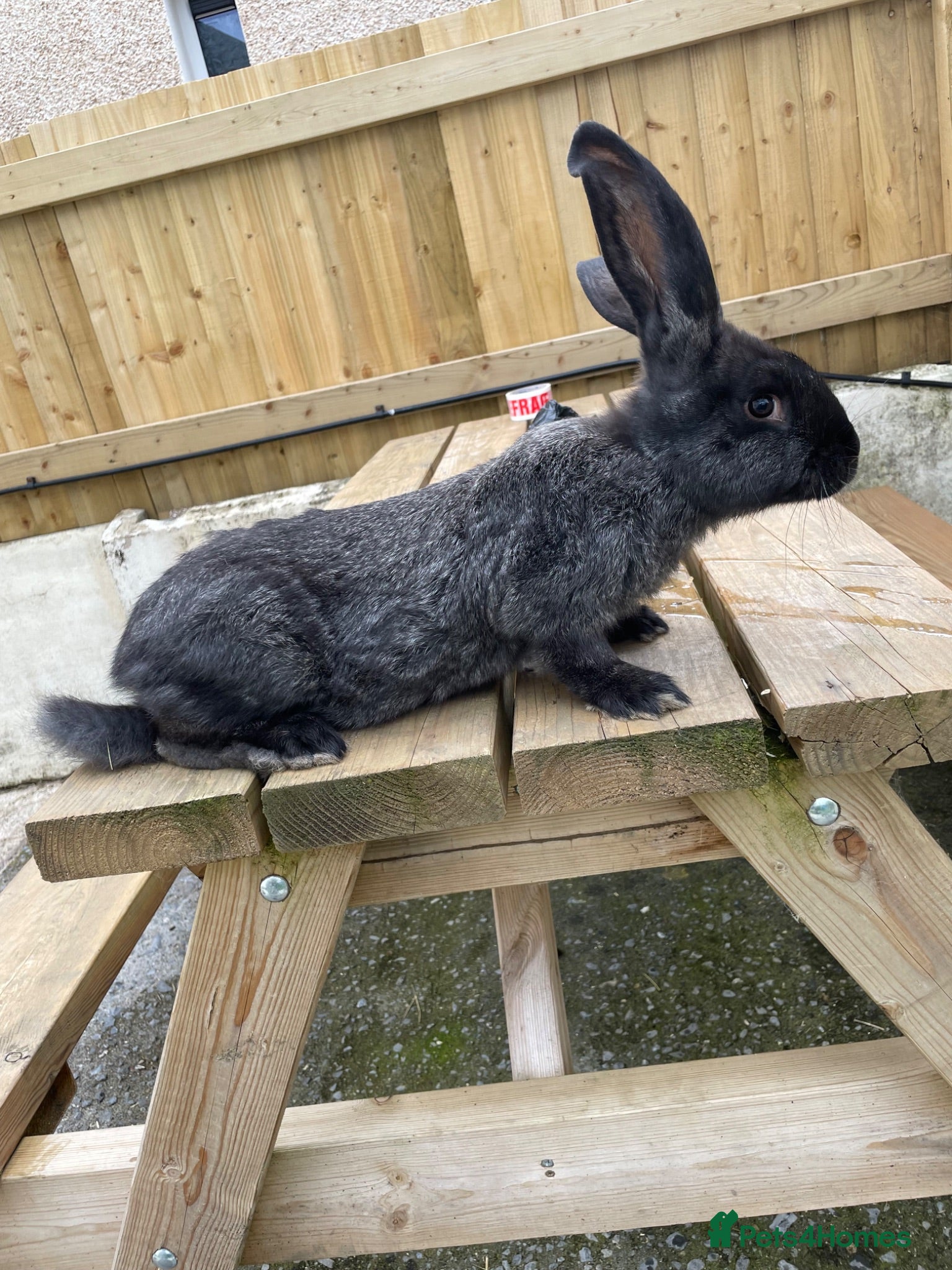 Continental Giant rabbits 💖 last girl! Pure bred continental giants💖 - Advert 11