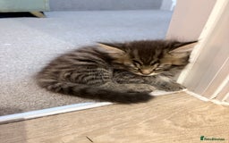 Mixed Breed cats for sale: Beautiful litter of kittens  - Image 9