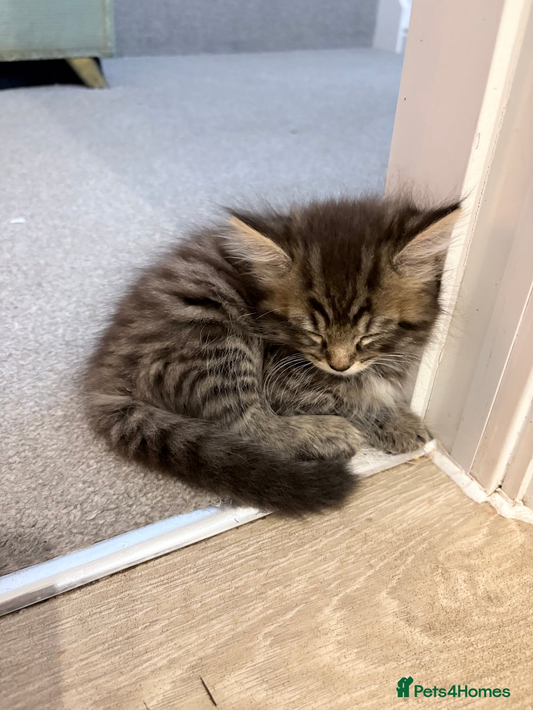 Mixed Breed cats for sale: Beautiful litter of kittens  - Image 9