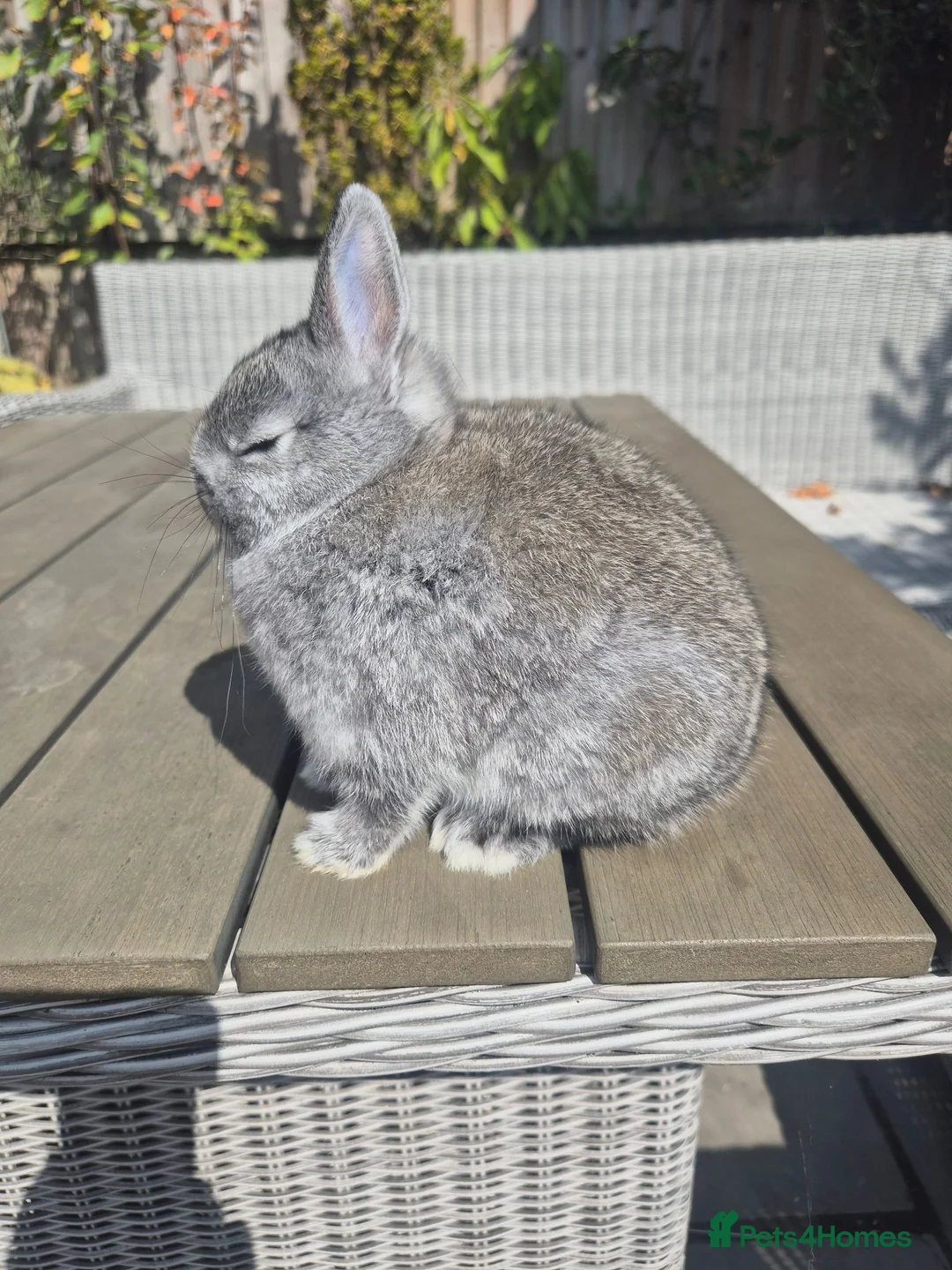 Netherland Dwarf rabbits for sale: Baby Netherland dwarf rabbits  - Advert 1
